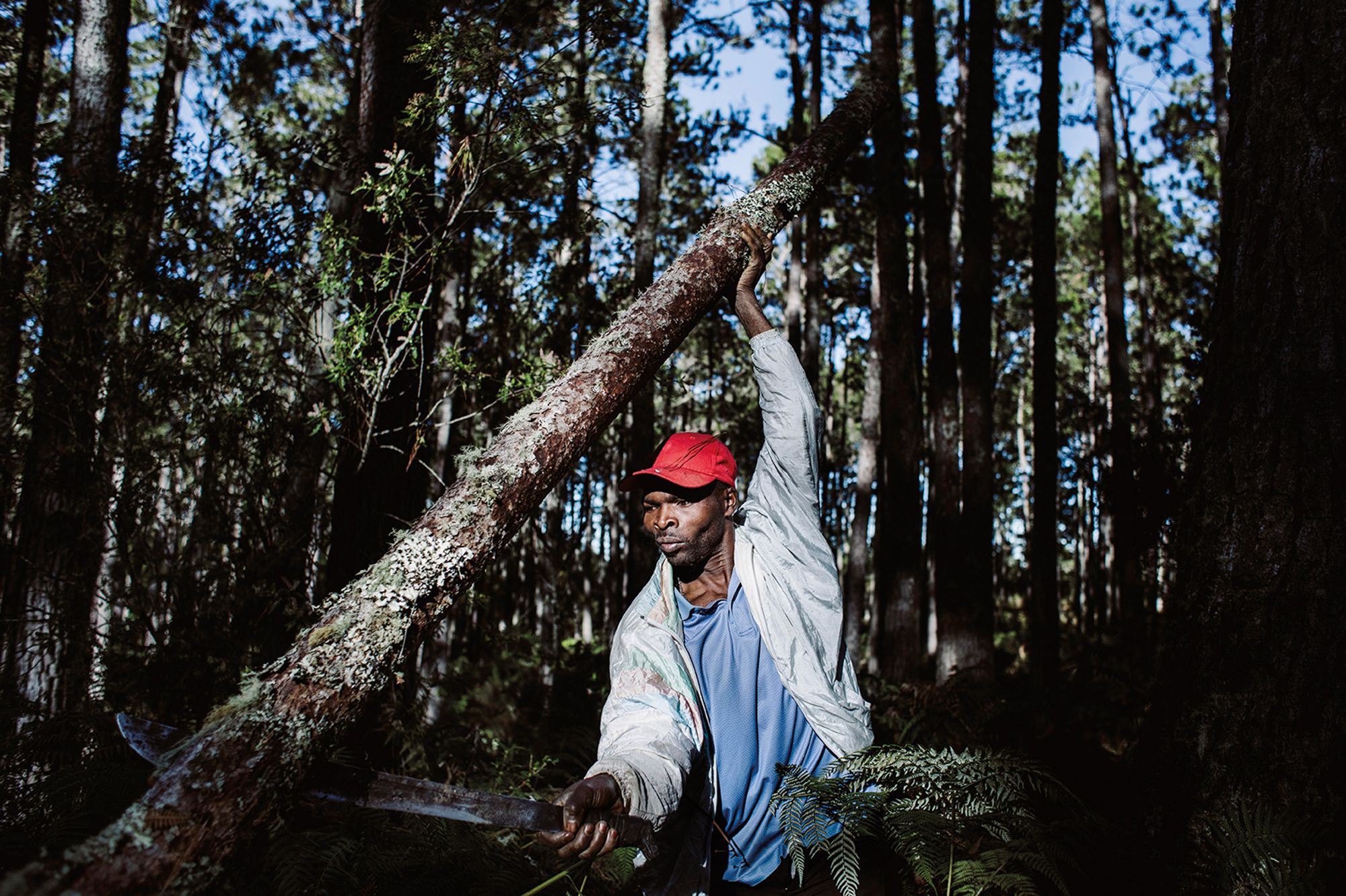 Haïti - La forêt des pins, unité I. Un habitant coupe un arbre. Cette pratique est interdite mais courante dans la forêt. On coupe du bois pour construire sa maison, pour faire du feu de cuisson, pour le vendre, etc. (c) Valérie Baeriswyl