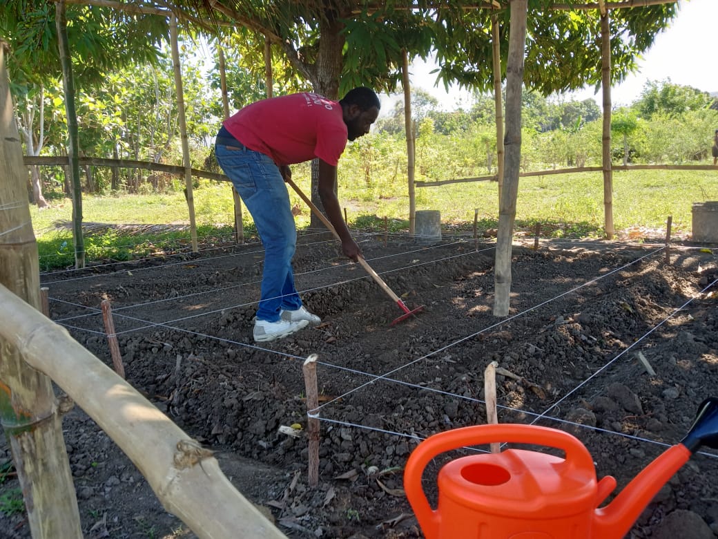 Vers la production de plus de dix mille plantules de moringa dans la Grand’Anse