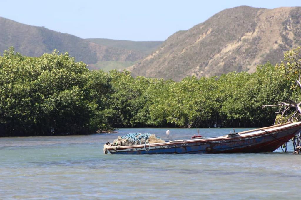 Élever le site de mangroves de Haut-Fourneau au rang de « aire protégée », la bataille des organisations de Port-de-Paix
